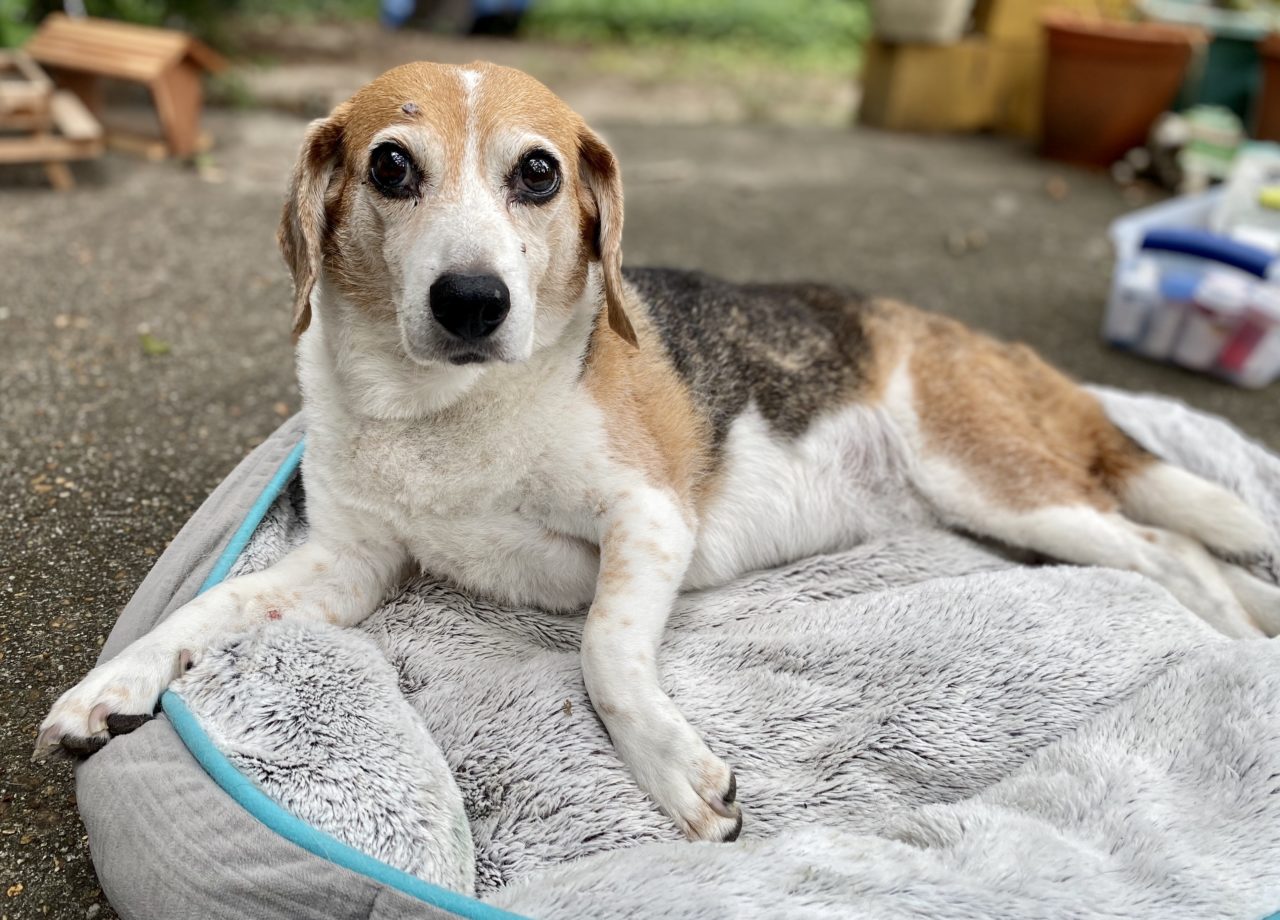 Richmond, VA Mobile Pet Hospice Care Lovingkindness Veterinary Care