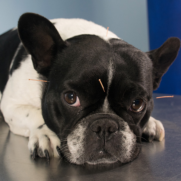 Pet-Acupuncture