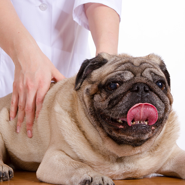 Pet-Massage
