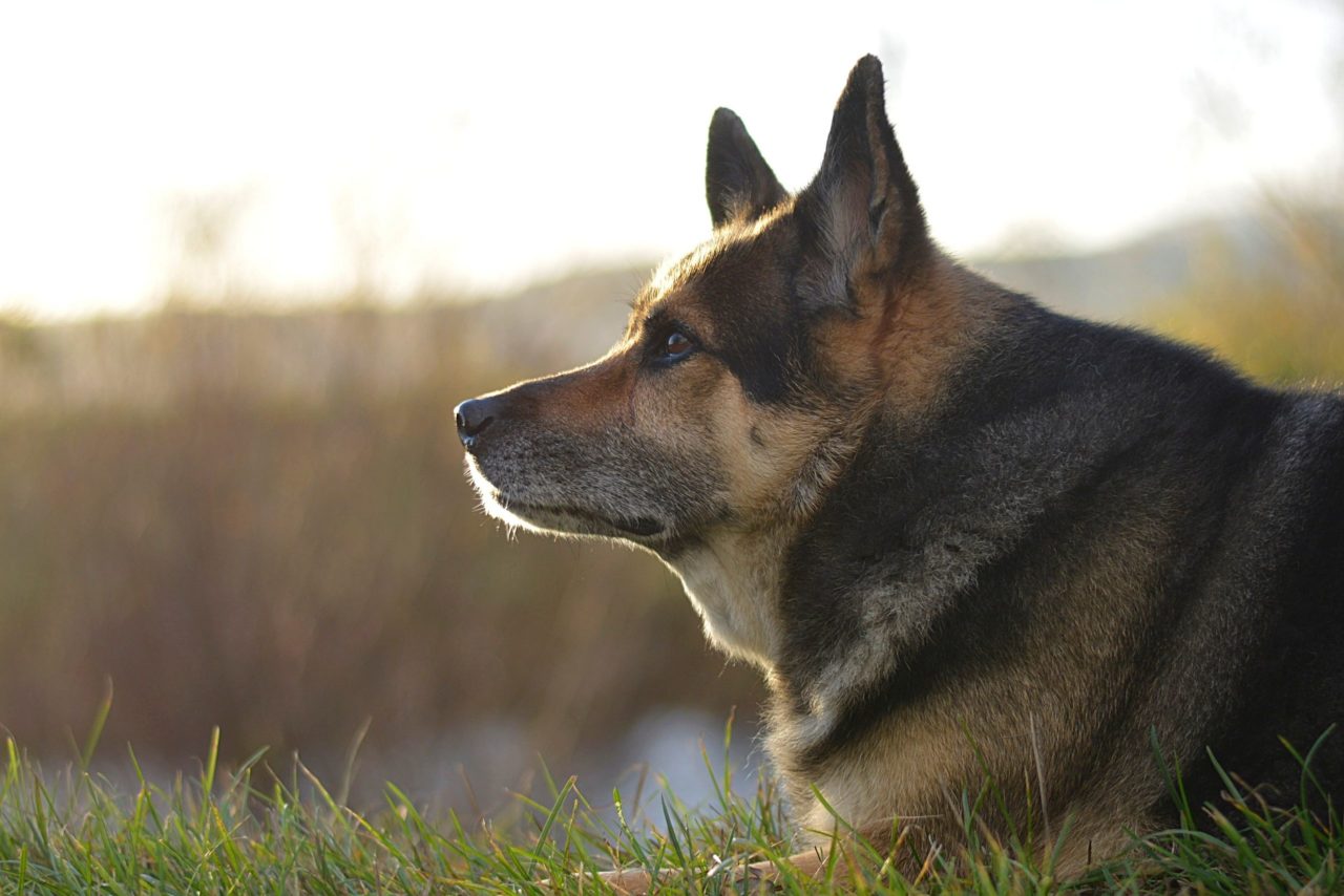 Pet Quality of Life Guide Lovingkindness Veterinary Care