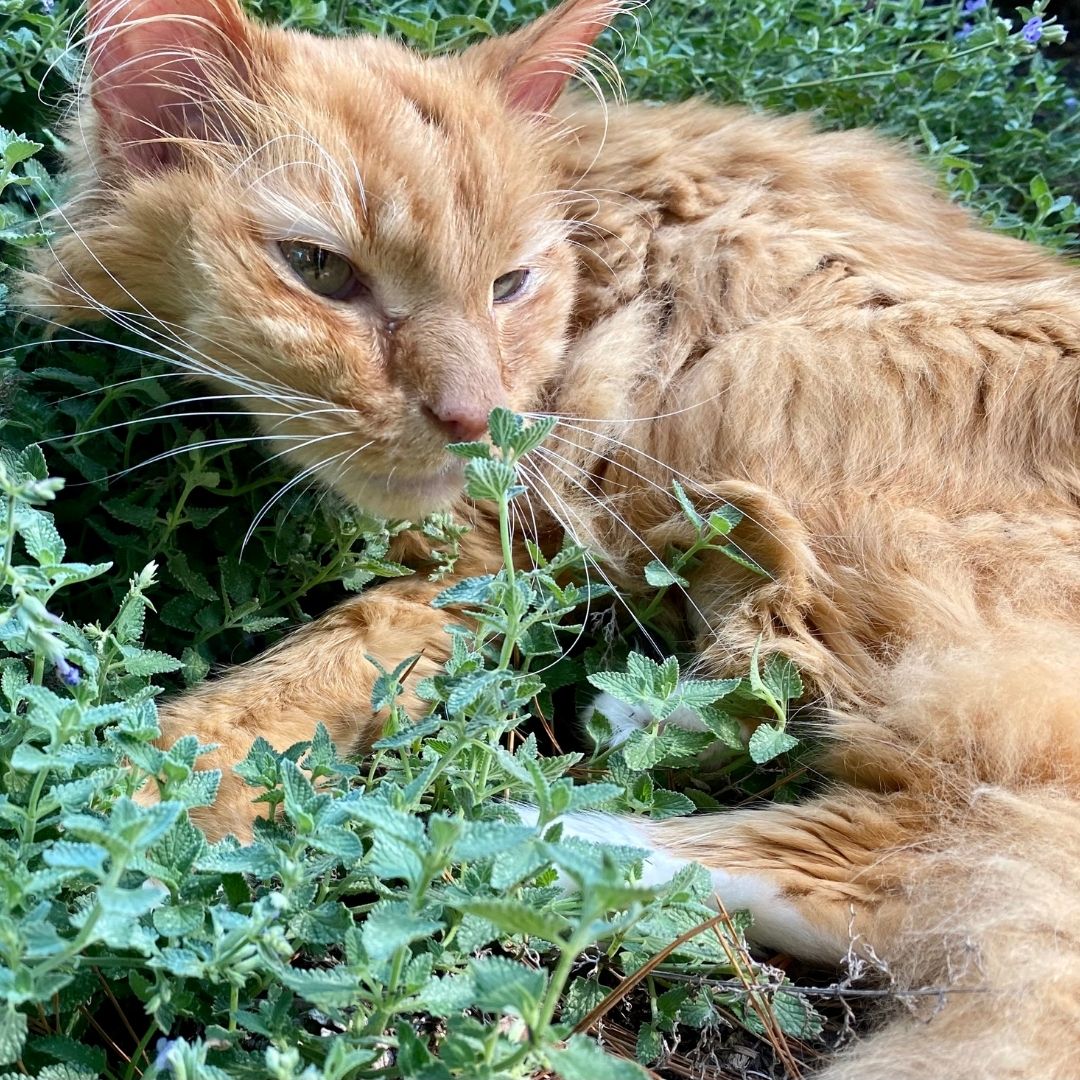 kitty in grass