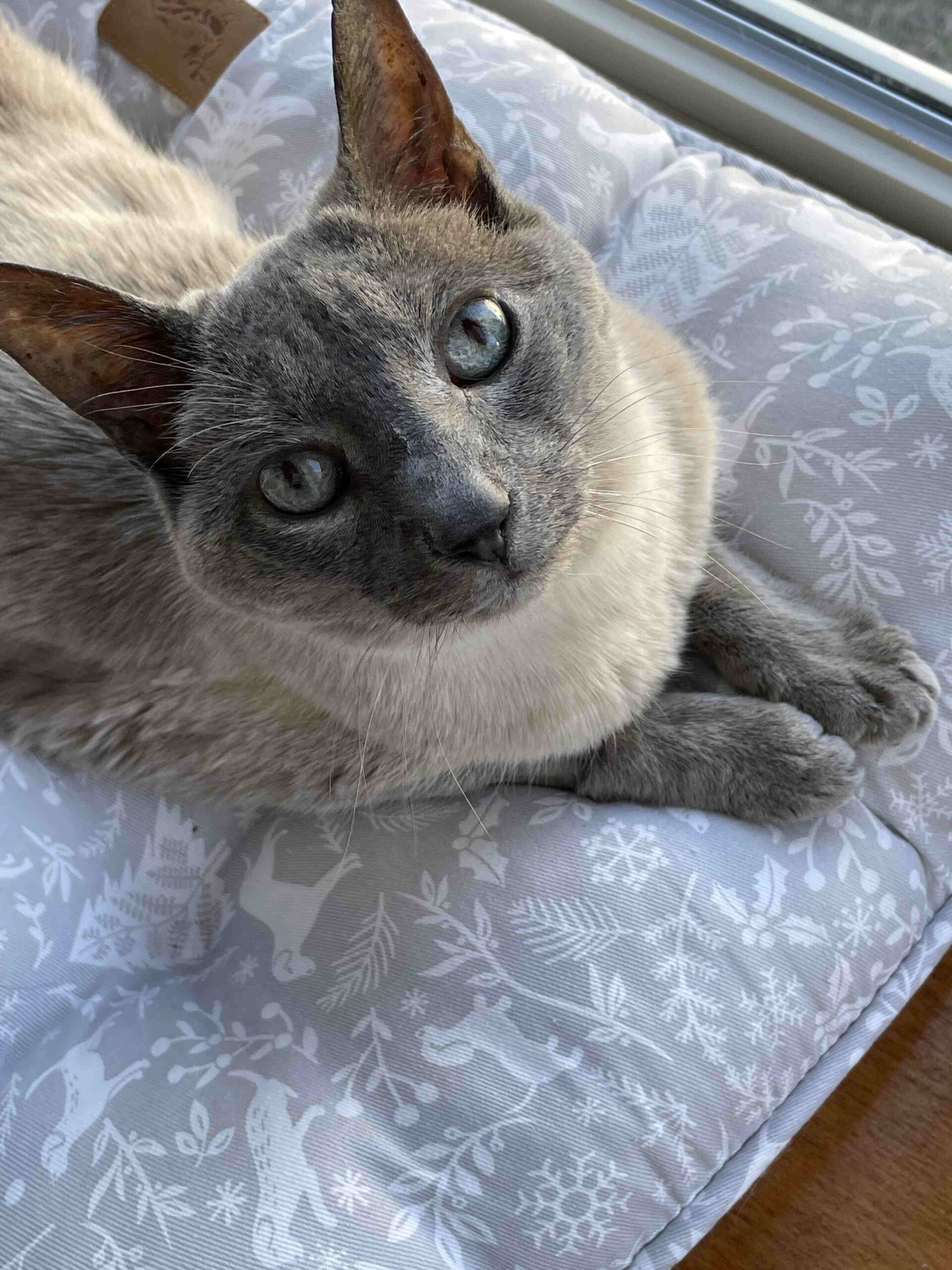 Pip