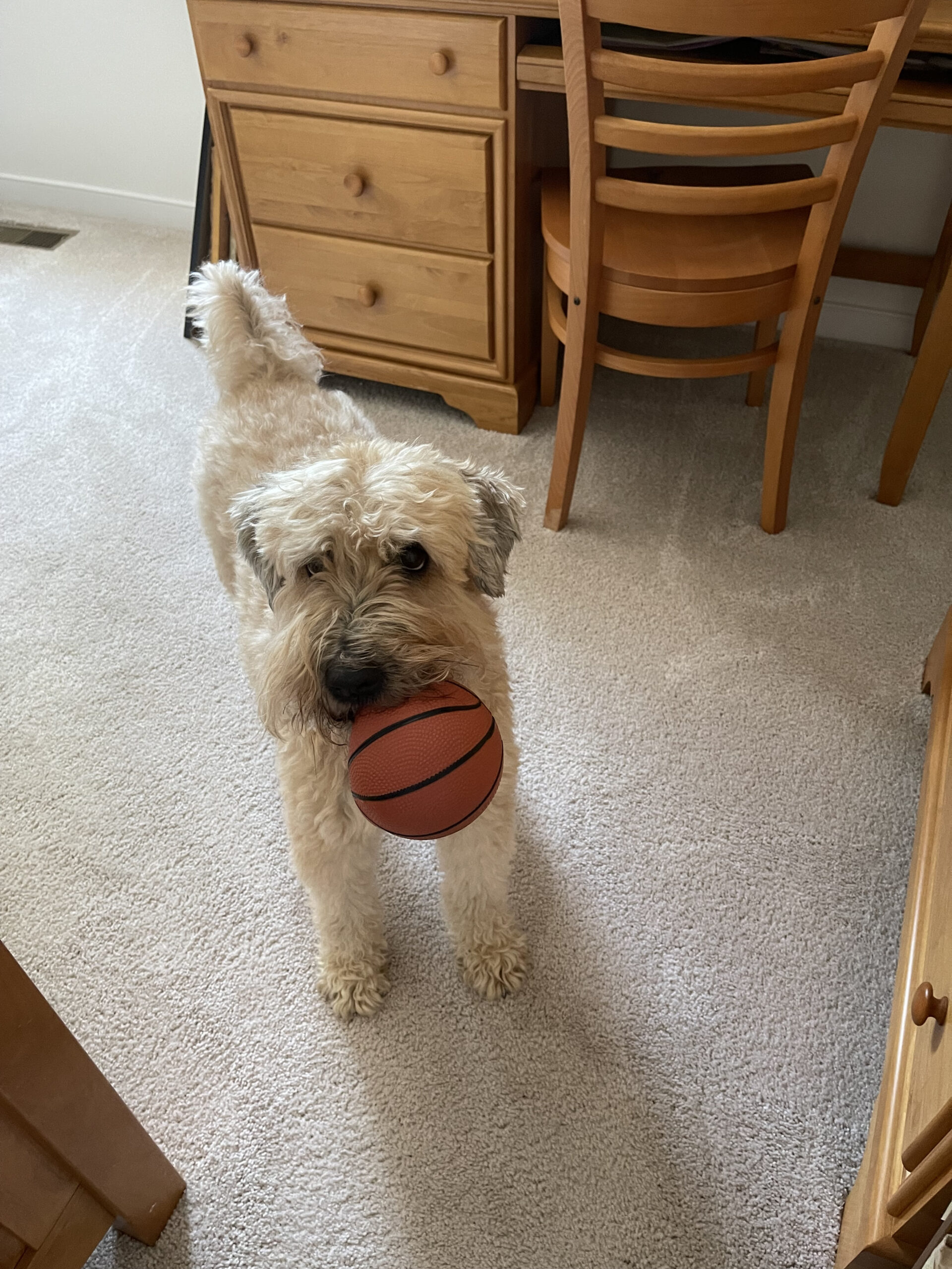Dog Lily standing indoors holding a ball in mouth