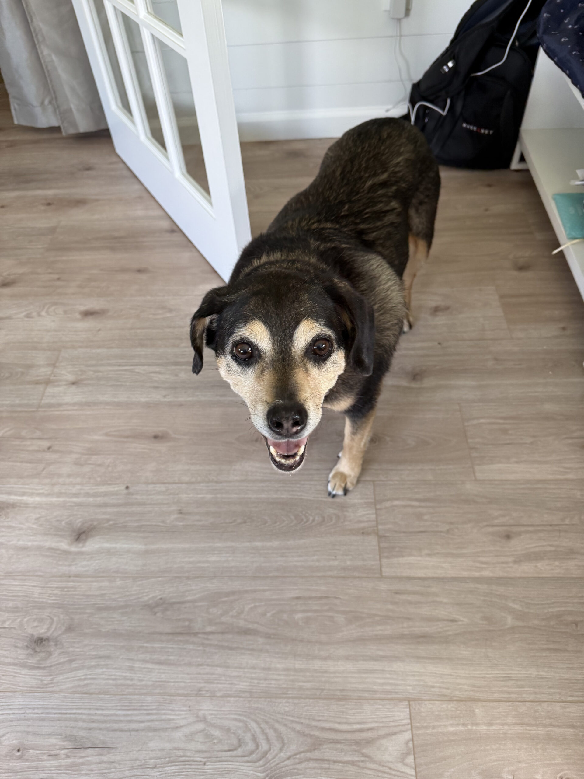 Dog Lily standing indoors holding a ball in mouth