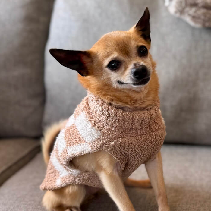 Happy dog wearing a warm sweater