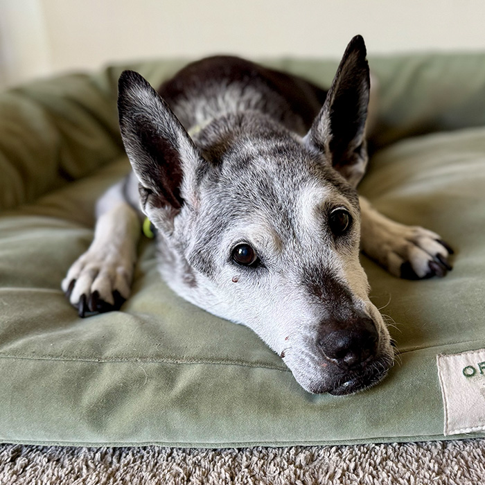 Senior dog on their favorite dog bed