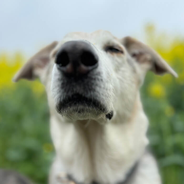 Happy dog sniffing the wind outside