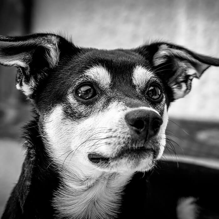 Black and white photo of a senior dog laying on the couch.