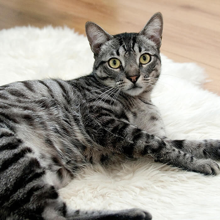 Senior cat on a fluffy carpet