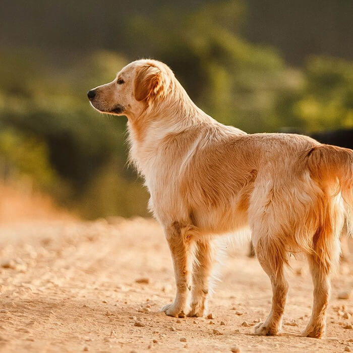 Senior dog outside on a hike