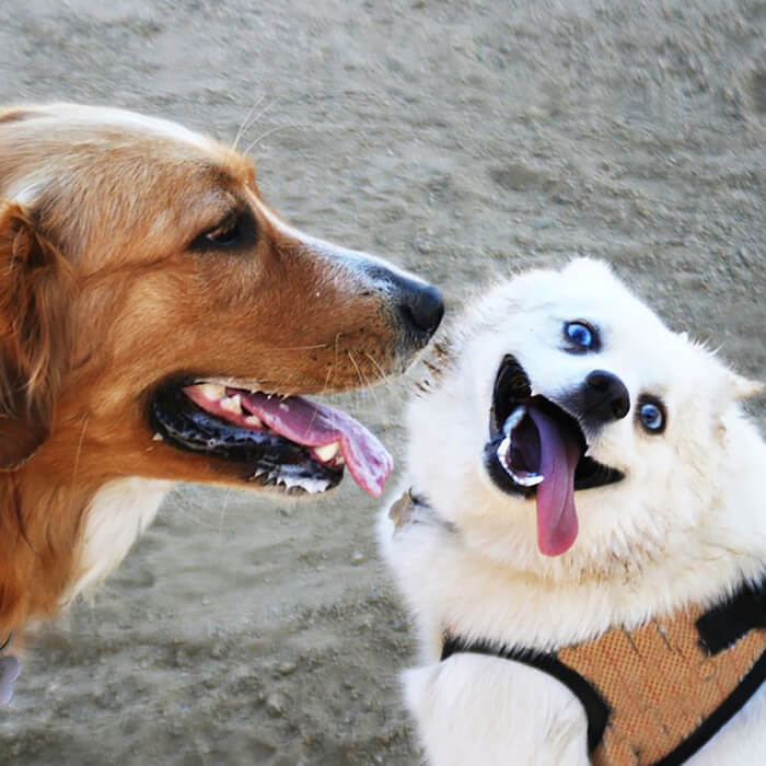 Two dogs playing outside with each other