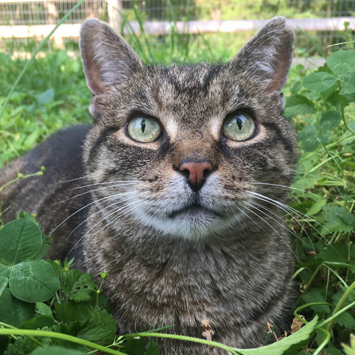 Senior cat outside in garden