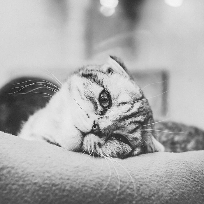 Black and white photo of a senior cat laying in a cat bed