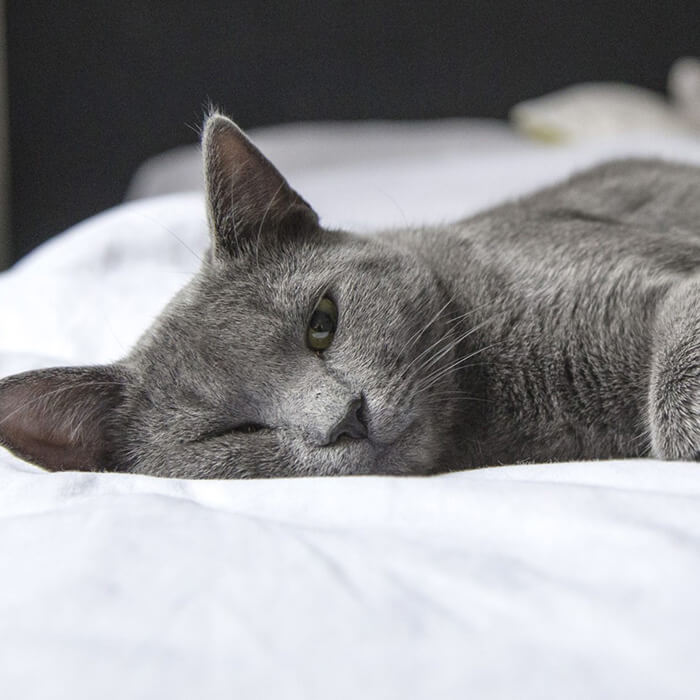 Featured Image Senior cat laying on bed