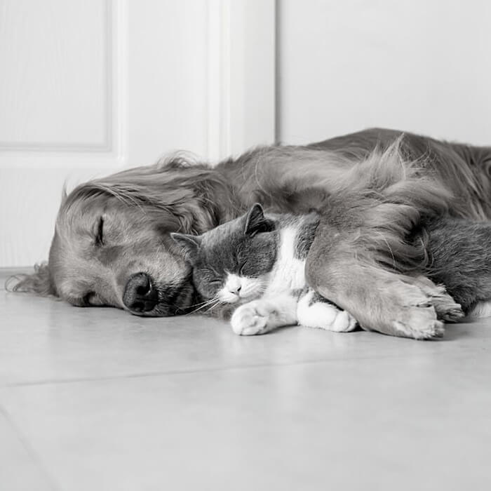 Cat and dog snuggling with each other on the floor