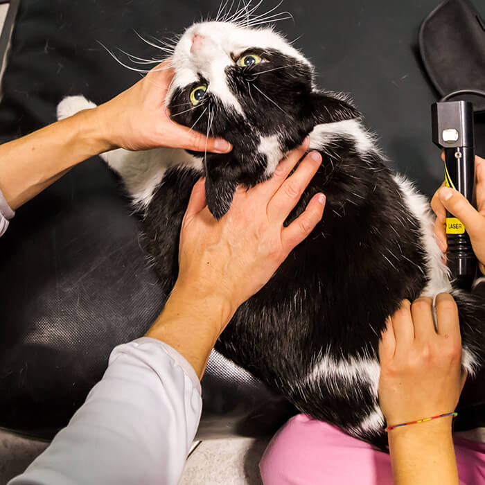 Cat getting Laser Treatment services