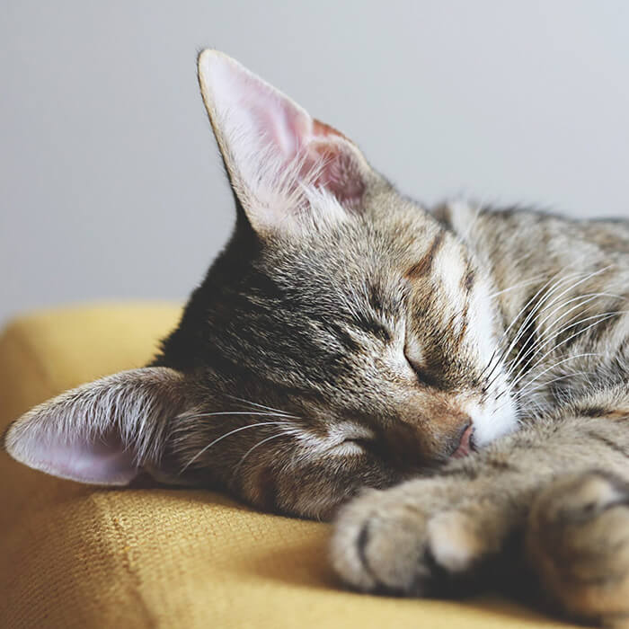 Cat laying on couch sleeping