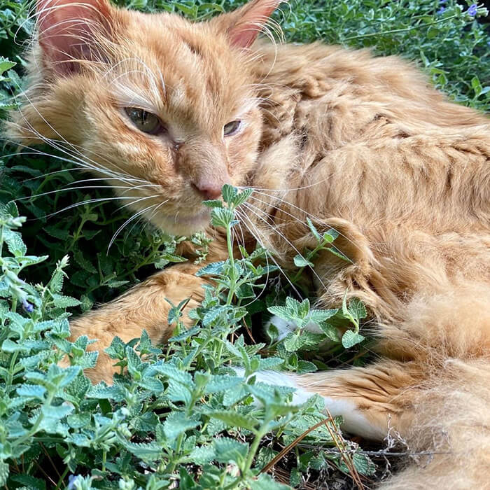 Senior Cat Outside laying in the grass