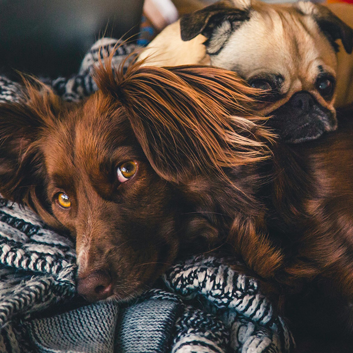 Two senior dogs laying on the couch snuggling with their pet owner.