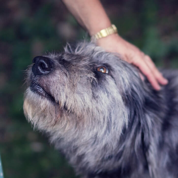Senior dog getting loving head scratches from their owner