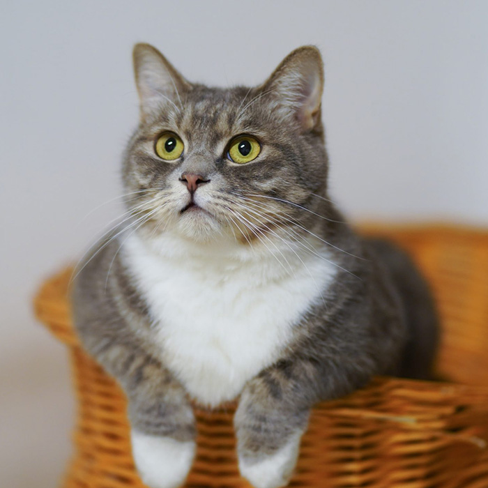Senior cat in a basket looking up at the camera