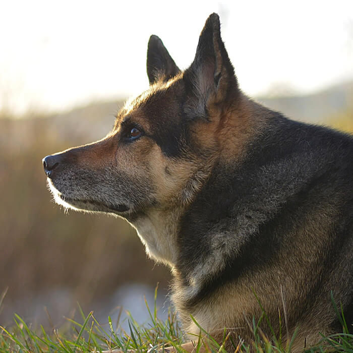 Senior dog outside looking out at the sunset