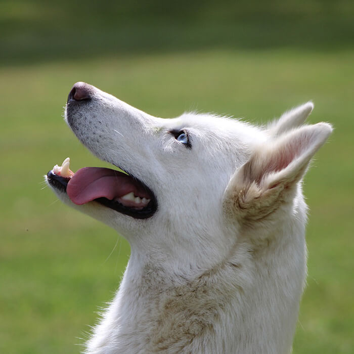 Senior dog outside sitting for a treat.