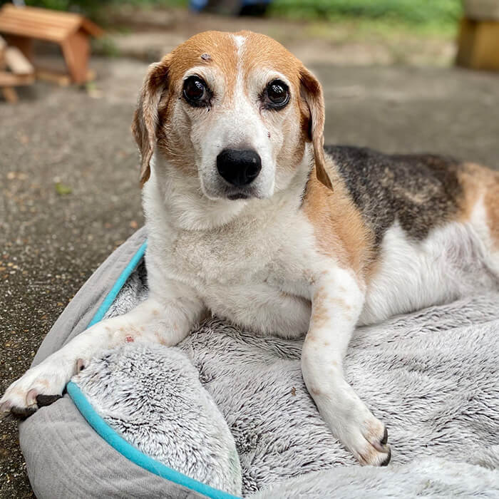 Senior dog outside on a dog bed