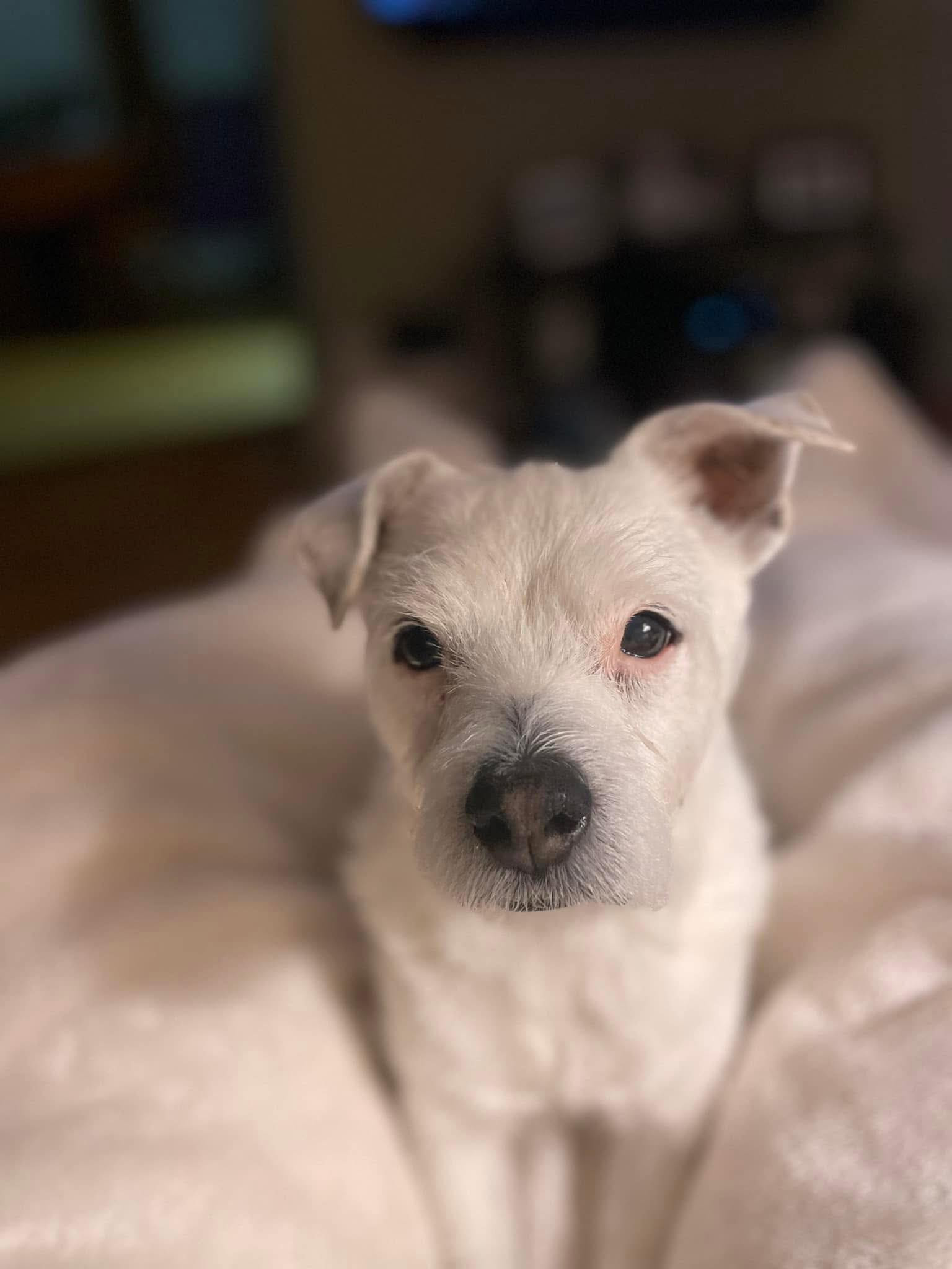 Sophie