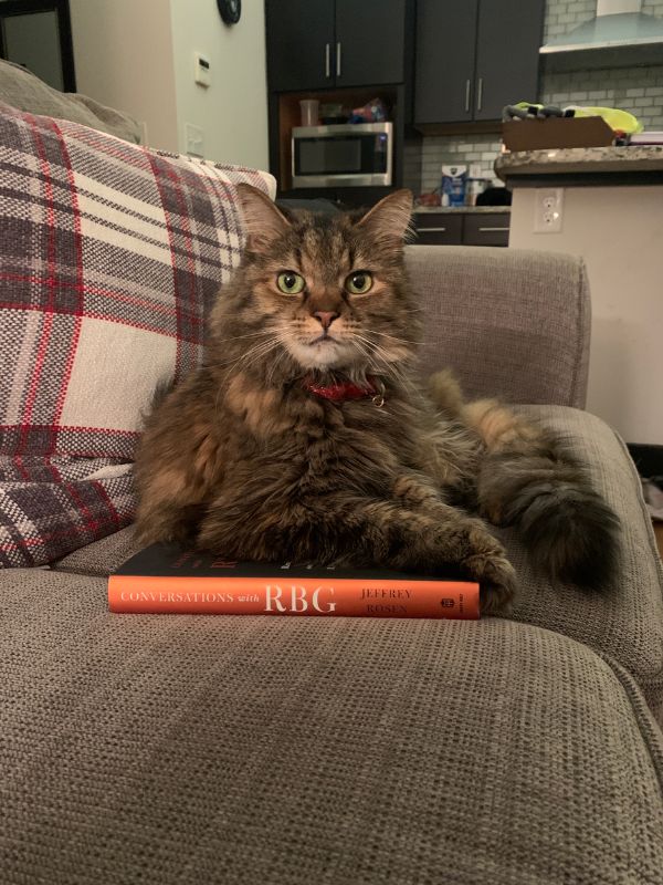 A cat sitting on a sofa